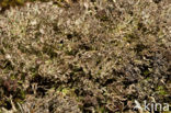 Rafelig bekermos (Cladonia ramulosa)