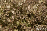 Rafelig bekermos (Cladonia ramulosa)