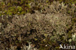 Rafelig bekermos (Cladonia ramulosa)