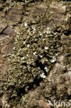 Cladonia ramulosa