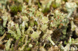 Rafelig bekermos (Cladonia ramulosa)