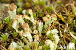 Rafelig bekermos (Cladonia ramulosa)