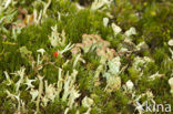 Rafelig bekermos (Cladonia ramulosa)