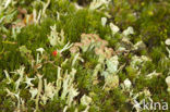 Cladonia ramulosa