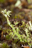 Rafelig bekermos (Cladonia ramulosa)