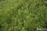 Climbing Corydalis (Ceratocapnos claviculata)