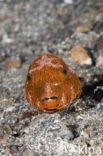 Starr Puffer (Arothron stellatus)