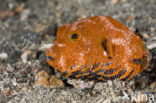 Starr Puffer (Arothron stellatus)