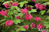 Ribes (Ribes)