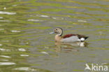 Ringtaling (Callonetta leucophrys)