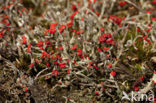 Rode heidelucifer (Cladonia floerkeana)