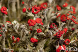 Rode heidelucifer (Cladonia floerkeana)