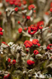 Rode heidelucifer (Cladonia floerkeana)