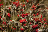 Rode heidelucifer (Cladonia floerkeana)