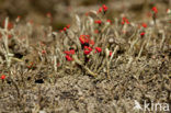 Rode heidelucifer (Cladonia floerkeana)