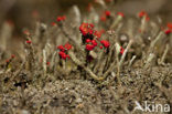 Rode heidelucifer (Cladonia floerkeana)