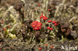 Rode heidelucifer (Cladonia floerkeana)