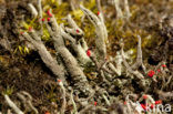 Rode heidelucifer (Cladonia floerkeana)