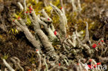 Rode heidelucifer (Cladonia floerkeana)