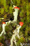 Rode heidelucifer (Cladonia floerkeana)