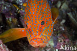 Coral hind