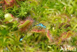 Ronde zonnedauw (Drosera rotundifolia) 