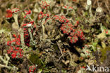 Red pixie cup (Cladonia coccifera)
