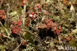 Red pixie cup (Cladonia coccifera)