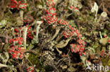 Red pixie cup (Cladonia coccifera)