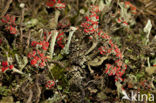 Rood bekermos (Cladonia coccifera)