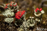 Rood bekermos (Cladonia coccifera)