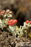 Red pixie cup (Cladonia coccifera)