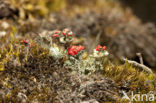 Rood bekermos (Cladonia coccifera)