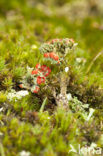 Rood bekermos (Cladonia coccifera)