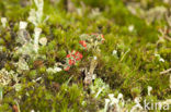 Red pixie cup (Cladonia coccifera)