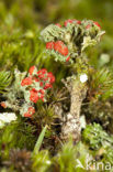 Red pixie cup (Cladonia coccifera)