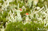 Rood bekermos (Cladonia coccifera)