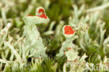 Red pixie cup (Cladonia coccifera)