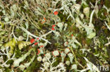 Red pixie cup (Cladonia coccifera)