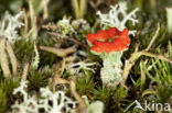 Red pixie cup (Cladonia coccifera)