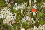 Rood bekermos (Cladonia coccifera)