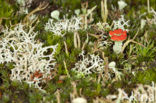 Red pixie cup (Cladonia coccifera)