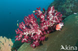 red Soft coral (Dendronephthya spec.)