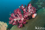 Rood Zacht koraal (Dendronephthya spec.)