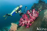 Rood Zacht koraal (Dendronephthya spec.)