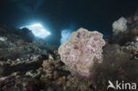 red Soft coral (Dendronephthya mucronata)