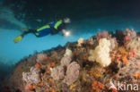 red Soft coral (Dendronephthya mucronata)