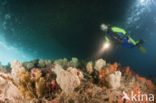 red Soft coral (Dendronephthya mucronata)