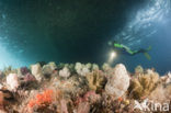 red Soft coral (Dendronephthya mucronata)