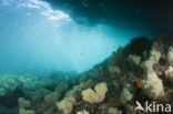 Rood Zacht koraal (Dendronephthya mucronata)